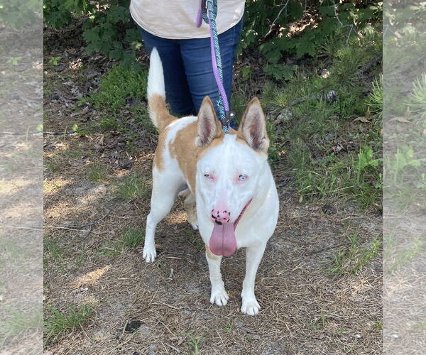 Medium Photo #4 Huskies -Unknown Mix Puppy For Sale in Chester, NJ, USA