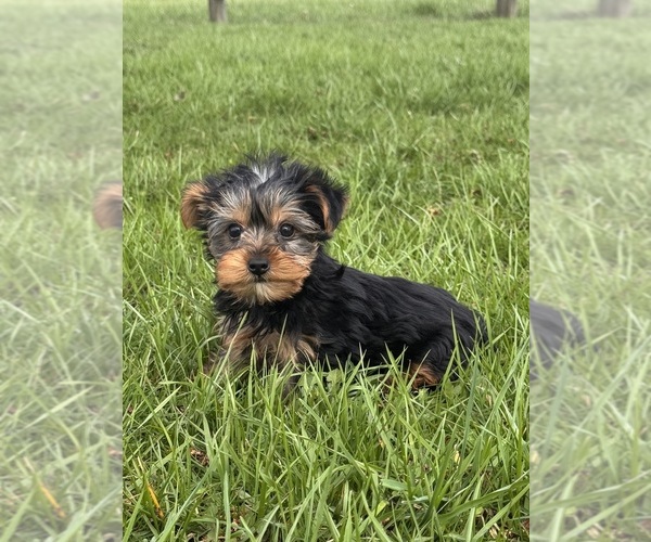 Medium Photo #4 Yorkshire Terrier Puppy For Sale in CANOGA, NY, USA