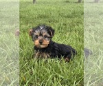 Small #3 Yorkshire Terrier