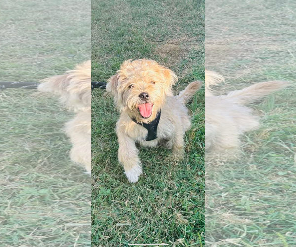 Medium Photo #14 Mutt Puppy For Sale in Fort Worth, TX, USA