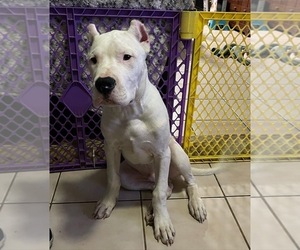 Dogo Argentino Puppy for sale in DORAL, FL, USA