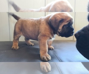 Medium Mastiff