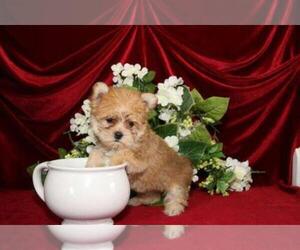 Morkie Puppy for sale in WEST PALM BEACH, FL, USA