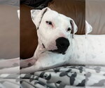 Small #1 American Pit Bull Terrier