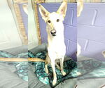 Small #32 Collie-German Shepherd Dog Mix