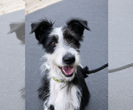 Small Border Collie Mix