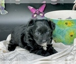 Small #15 YorkiePoo