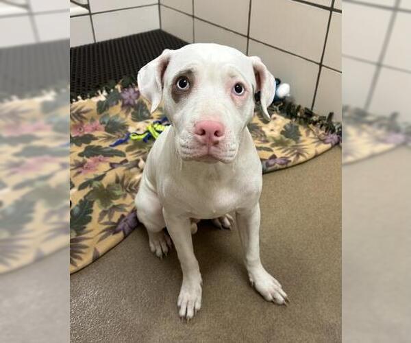 Medium Photo #1 American Pit Bull Terrier-Unknown Mix Puppy For Sale in Fort Wayne, IN, USA