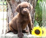 Small #4 Labrador Retriever