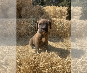 Bullmastiff Dog for Adoption in LOCKWOOD, California USA