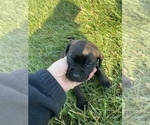 Small Photo #3 Mastador Puppy For Sale in MONTGOMERY, IN, USA
