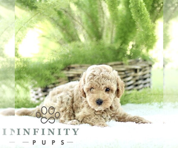 Medium Photo #4 Poodle (Toy) Puppy For Sale in PARADISE, PA, USA