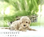 Small #3 Poodle (Toy)