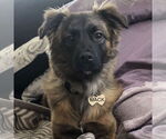Small #2 Basenji Mix