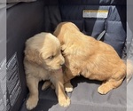Small #15 Golden Retriever