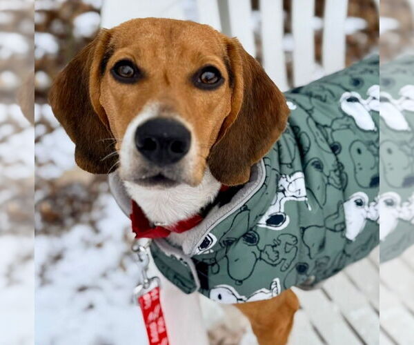 Medium Photo #1 Beagle Puppy For Sale in Canton, CT, USA