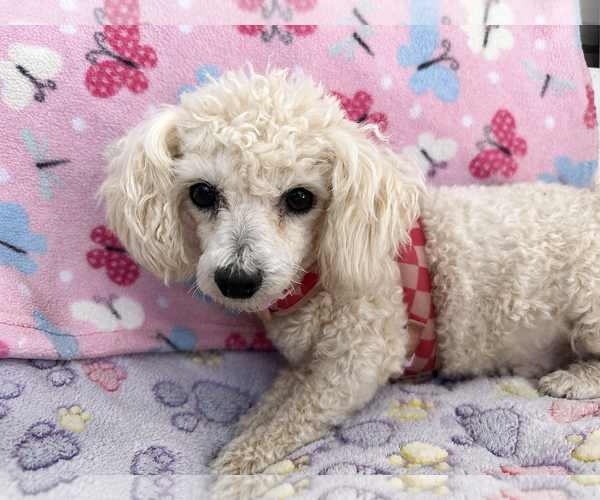 Medium Photo #4 Poodle (Miniature) Puppy For Sale in Pacolet, SC, USA