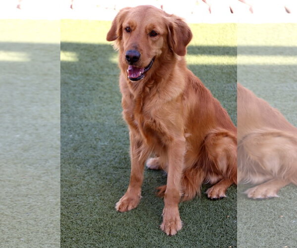 Medium Photo #1 Golden Retriever Puppy For Sale in Glendale , AZ, USA