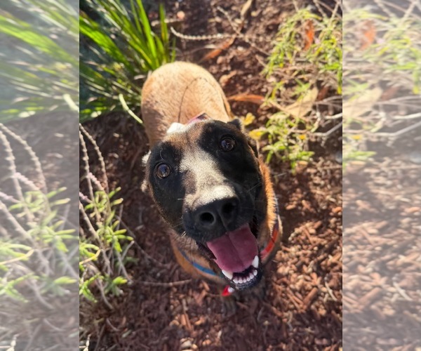 Medium Photo #7 Mutt Puppy For Sale in Escondido, CA, USA