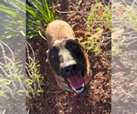 Small Photo #7 Mutt Puppy For Sale in Escondido, CA, USA