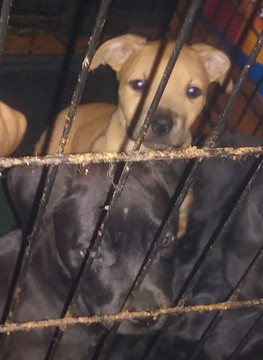 Medium Photo #1 American Pit Bull Terrier Puppy For Sale in SHREVEPORT, LA, USA