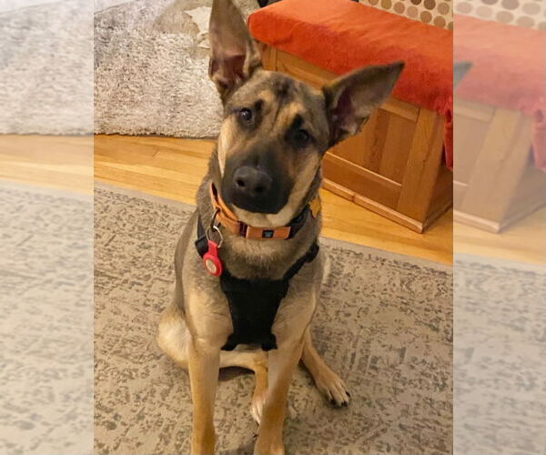 Medium Photo #3 German Shepherd Dog Puppy For Sale in Minneapolis, MN, USA