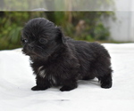 Small #1 Shih Tzu