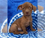 Small #7 Chihuahua Mix