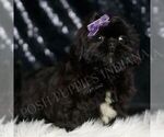 Small #4 Shih Tzu