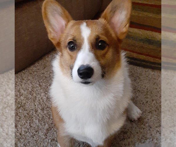 Medium Photo #1 Pembroke Welsh Corgi Puppy For Sale in HILLIARD, FL, USA