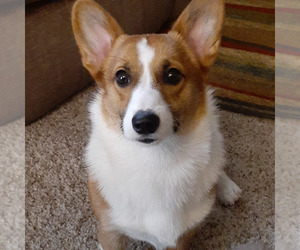 Father of the Pembroke Welsh Corgi puppies born on 02/03/2026