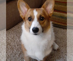 Small Photo #1 Pembroke Welsh Corgi Puppy For Sale in HILLIARD, FL, USA
