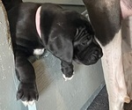 Small Photo #9 Great Dane Puppy For Sale in Elroy, WI, USA