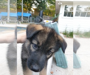 German Shepherd Dog-Siberian Husky Mix Puppy for sale in CONROE, TX, USA