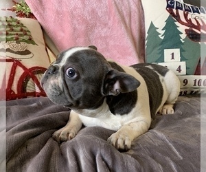 French Bulldog Puppy for sale in JOHNS ISLAND, SC, USA