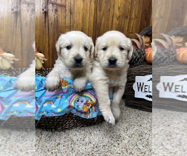 Medium Photo #1 Golden Retriever Puppy For Sale in NEOLA, WV, USA