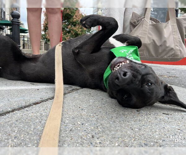 Medium Photo #15 Mutt Puppy For Sale in Washington, DC, USA