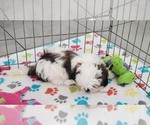 Small #1 Shih Tzu