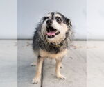 Small Mutt