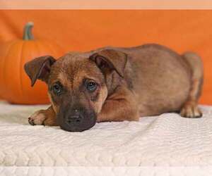 Hendrix 26/792 - Male American Pit Bull Terrier-Unknown Mix Dog for Adoption - Photo #3