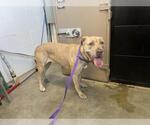 Small American Pit Bull Terrier