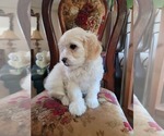 Small #6 Lhasa Apso