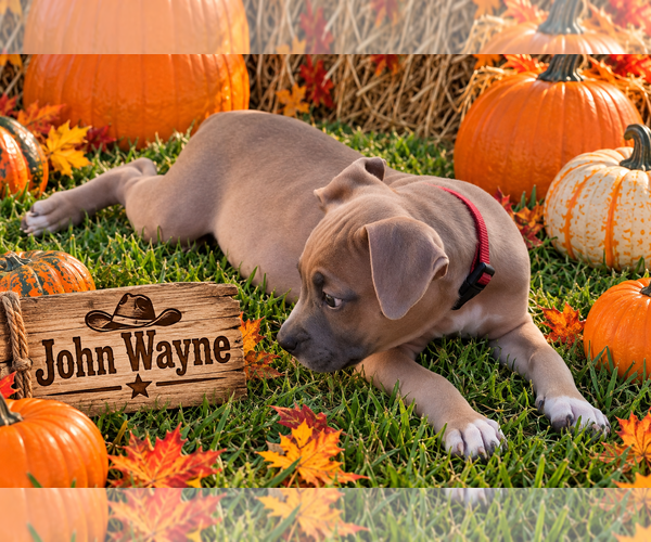 Medium Photo #2 Boxer-Unknown Mix Puppy For Sale in Euless, TX, USA