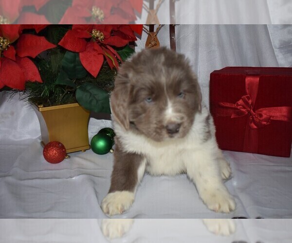 Medium Photo #1 Newfoundland Puppy For Sale in MILLERSBURG, OH, USA