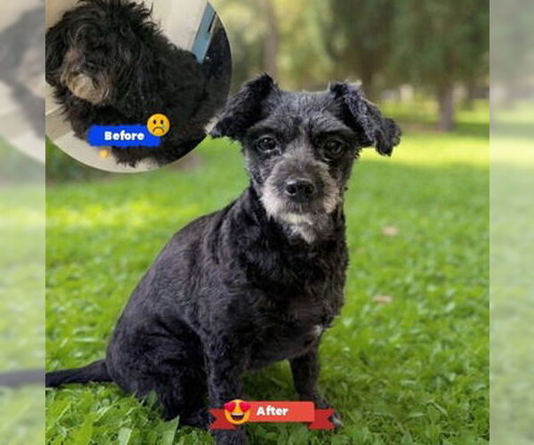 Medium Photo #3 Shih Tzu-Unknown Mix Puppy For Sale in Fremont, CA, USA