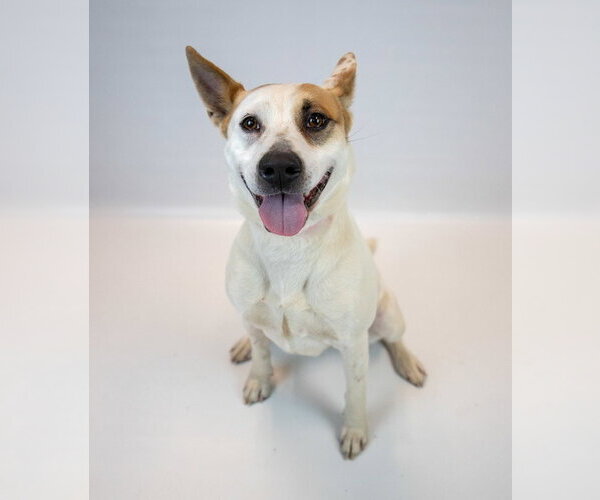 Medium Photo #5 Mutt Puppy For Sale in Kennesaw, GA, USA