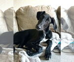 Small #3 Greyhound Mix