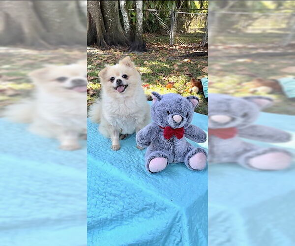 Medium Photo #4 Shiranian Puppy For Sale in Weston, FL, USA