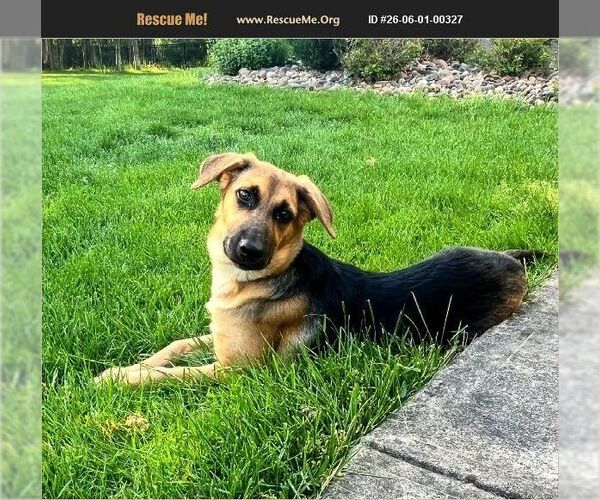 Medium Photo #1 German Shepherd Dog Puppy For Sale in Benton, PA, USA