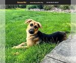 Small German Shepherd Dog